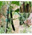 AHANDMAKER 2 Types de Liens de Vignes de Jardin Support de Plante de Ficelle de Vigne en Plastique de Plante de Jardin avec Coupeur et Boucle de Crochet de Cravate de Plante Réutilisable Velcro