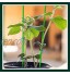 ARONTOME 50 m de corde torsadée en acier et plastique pour plantes de jardin Corde réutilisable pour greffage de légumes