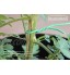 GardenMate Lien de tuteurage 2,5mm x 10m pour Plantes et arbustes Fil d'acier entouré de Caoutchouc