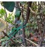 Joliy 100pcs Attaches pour Plantes en Plastique Réutilisables Réglables Attaches De Câbles De Jardin Flexibles pour Soutenir Les Plantes Fixant Les Tige De Vigne Fleurs Vert 13cm