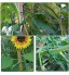 MERIGLARE 1 Rouleau 20 m réutilisable Jardin Doux Plante torsadée Fil pour la Croissance des Plantes sans Rouille résistant aux intempéries