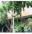 Shintop Fil de fer pour plantes de jardin robuste et souple pour le jardinage la maison le bureau vert 2,5 m