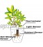 WANFEI pour HHCC Flower Care Soil Tester Intelligent Plant Monitor Bluetooth 4 en 1 Testeur de Sol Surveille Automatiquement Les Niveaux de L'humidité Lumière Fertilité Température-iOS et Android