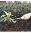 MengH-SHOP Désherbeur Manuel Garden Outil de Désherbage en Acier Inoxydable avec Poignée Bois Outil de Jardinage pour Désherber Votre Jardin 32cm de Long 1 Pièce