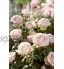 Cueille-Roses de Gardena : Sécateur Pratique pour Couper et Tenir les Roses avec Grattoir Lavable au Lave-Vaisselle et Inoxydable 359-20