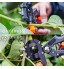 Locisne Garden Grafting Pruning Pruner Shears Ciseaux Cutting Tool Kit w Replaceable Blades Tapes Rubber Bands Clé Tournevis Accessoires Jardinage Set for Plant Fruit Tree