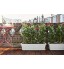 Elho Barcelona Xl 60 Planteur Blanc Extérieur & Balcon L 25 x W 59.2 x H 20.2 cm
