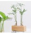 Raguso Planteur en Verre de Vase de Plante hydroponique avec Support en Bois Support de Tube à essai Tube de jardinière d'air en Verre Chaud Maison Jardin de Table