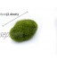 Simulation de Simulation Faux Moss bryophytes Moss Pierre Flocage Faux Gazon Micro Paysage Accessoires décoration Diamètre: 6 cm