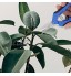YARNOW 2 Pièces Jardinage Sécateur en Acier Inoxydable Sécateur Sécateurs Jardin Sécateur Jardin Cutter Clipper Professionnel Outils À Main Ciseaux Bleu