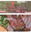 Rateau Jardin Rateau Feuille Outil de jardinage professionnel balai de jardin 22 dents avec poignée ergonomique râteau à feuilles rétractable pour le nettoyage des feuilles ferme d'arrière-cour H