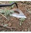Ybdbzg Binette creuse à main en acier inoxydable trempé outil de jardin léger râteau de désherbage extracteur de pelle outil de jardinage durable pour desserrer la plantation de ferme