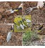 Kit d'outils de jardinage 9 en 1 Sécateur de jardin Gants de jardinage Sac et pulvérisateur de jardin en acier inoxydable jaune