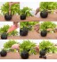 YueWan Lot de 16 mini outils de jardinage pour plantes succulentes Kit d'outils de jardinage pour bonsaï Accessoires de serre Kit de jardinage d'intérieur