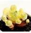 C-LARSS Lot de 100 graines de bonsaï attrayantes et faciles à cultiver sensibles à la température pour plantes grasses de bureau