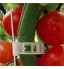 JoyFan 50 pcs Plante Support Jardin Clips Tomate Vigne Clips pour Vigne légumes Tomate à Grandir Debout