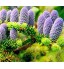 Kalash New 200 pcs coréenne sapin graines de fleurs pour le jardinage S Nordmann pour le jardinage facile à cultiver la lavande