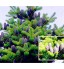 Kalash New 200 pcs coréenne sapin graines de fleurs pour le jardinage S Nordmann pour le jardinage facile à cultiver la lavande