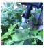 Irrigation de pelouse de sprinkler Pulvérisateur irrigation goutte à goutte avec 4 7mm T-shirts Connecteur d'arrosage Arroseur Mist 200 Pcs gris jardin Fog Nozzle Color : Black