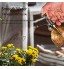 Arrosoir en verre pour plantes Mini arrosoir vintage Pulvérisateur à pression Pour la maison ou le bureau Rouge