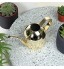 Arrosoir plante interieur 500ml arrosoir pour plantes en or Arrosoir en acier inoxydable avec long bec pour le jardinage