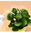 HiCollie Petit arrosoir d'intérieur 250 ml avec buse incurvée pour plantes d'intérieur succulentes cactus en plastique Bec long pour bonsaï