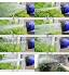 Homeme Tuyau d'arrosage Extensible 100FT Extension des tuyaux d'arrosage Magic Garden