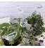 3 Abreuvoirs Automatiques,Plantes d'arrosage Automatiques pour Plantes d'intérieur Abreuvoir en Plastique Transparent Durable Hibou Champignon Grenouille Oiseau
