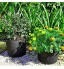 Planter des sacs de culture Conteneurs pour plantes Jardinières de culture intérieure et extérieure Tissu non tissé avec poignées pour légumes 1 gallon noir