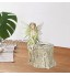 H HILABEE Statue Ornement Figurine de Fée Pot de Fleurs Décoration de Maison Jardin Fée Sculpture Collection Cadeaux pour Pendaison de Crémaillère