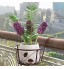 ANDEZX Lot de 2 supports de pots de fleurs à suspendre avec cadre en fer Pour intérieur et extérieur Pour balcon terrasse clôture balustrade Levier