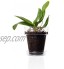 Kalapanta Pot à orchidée en Plastique Transparent avec Trous de Drainage et Soucoupe Diamètre 16 cm Conditionnement Double