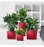 Lechuza – Pot de Fleurs d'Interieur – Premium Cube – Réserve d'Eau Intégrée – Coloris Anthracite – 30 x 30 x 30 cm