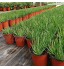 Lot de 100 pots de fleurs en plastique réutilisables pour pépinière plantes grasses pots de semis pour plantes d'intérieur ou d'extérieur 9 cm
